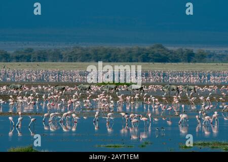 Eine Gruppe von Wildebesten durchqueren einen flachen See mit Flamingos im Amboseli-Nationalpark, Kenia. Stockfoto