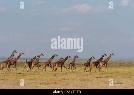 Ein Turm (Herde) von Masai Giraffen (Giraffa camelopardalis tippelskirchi) im Amboseli-Nationalpark, Kenia. Stockfoto