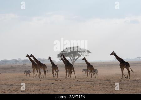 Ein Turm (Herde) aus Masai Giraffen (Giraffa camelopardalis tippelskirchi) und Burchells Zebras (Equus quagga) Silhouetten in einem Staubsturm in Amboseli N Stockfoto