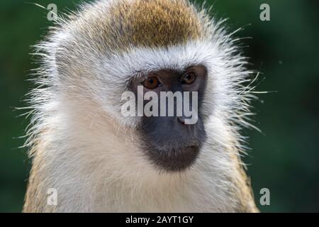 Porträt eines Vervet-Affen (Chlorocebus pygerythrus) im Amboseli-Nationalpark, Kenia. Stockfoto