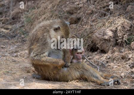 Eine gelbe Paviantin (Papio cynocephalus) mit Baby im Amboseli National Park, Kenia. Stockfoto
