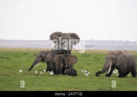Afrikanische Elefanten (Loxodonta africana), die sich im Amboseli-Nationalpark in Kenia paaren. Stockfoto