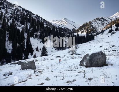 Der alte Läufer mit grauem Bart und roter Jacke läuft im Winter in der Nähe von Baumstämmen in der Berglandschaft. Skyrunning und bahnbrechende Outdoor-Aktivitäten Stockfoto