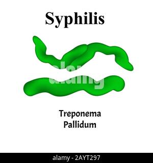 Syphilis. Treponema pallidum, Spirochaetaceae. Bakterielle Infektionen. Sexuell übertragbare Krankheiten. Infografiken. Vektorgrafiken auf isoliert Stock Vektor