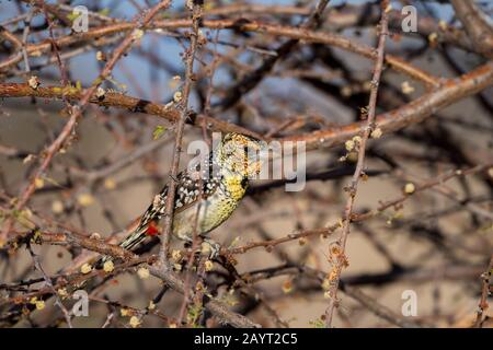 Ein D'Arnauds barbet (Trachyphonus darnaudii) im Samburu National Reserve in Kenia. Stockfoto