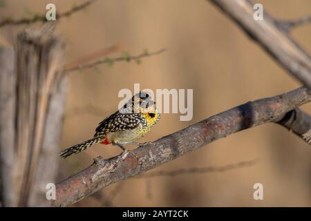 Ein D'Arnauds barbet (Trachyphonus darnaudii) im Samburu National Reserve in Kenia. Stockfoto