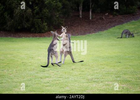 Zwei wilde, juvenile, östliche Graukängurus (Macropus giganteus) kämpfen auf Gras mit anderen Kängurus im Hintergrund Stockfoto