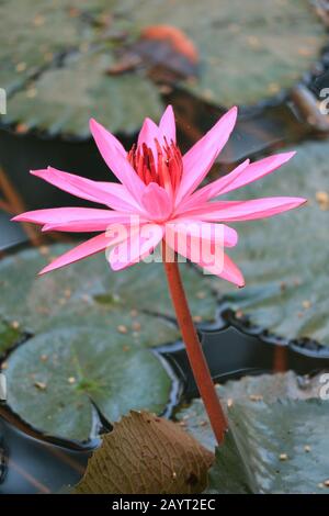 Vertikales Bild einer Leuchtenden Pink Blooming Water Lily im Teich Stockfoto