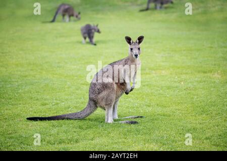 Wildes, feuchtes, juveniles östliches graues Känguru ( Macropus giganteus) mit anderen Kängurus aus seinem Mob im Hintergrund Stockfoto