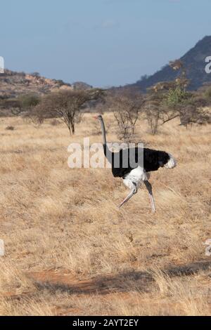 Ein männlicher Somali-Strauß (Struthio molybdophanes) im Samburu National Reserve in Kenia. Stockfoto