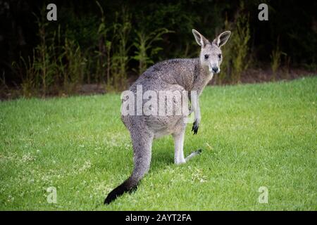 Wild Wet Juvenile Eastern Grey Känguru (Macropus giganteus) blickt über seine Schulter zurück und steht auf Gras mit Büschen im Hintergrund Stockfoto