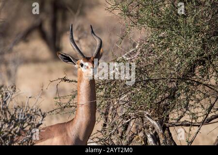 Nahaufnahme eines männlichen Gerenuks (Litocranius walleri) im Samburu National Reserve in Kenia. Stockfoto