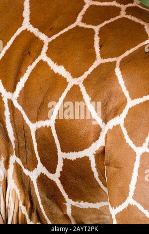 Nahaufnahme des Musters einer reticulierten Giraffe (Giraffa reticulata) im Samburu National Reserve in Kenia. Stockfoto