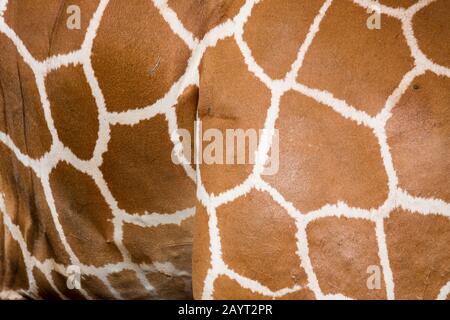 Nahaufnahme des Musters einer reticulierten Giraffe (Giraffa reticulata) im Samburu National Reserve in Kenia. Stockfoto
