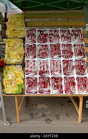 Red Chicory nannte RADICCHIO TARDIVO in italienischer Sprache für den Verkauf auf Dem Markt in Norditalien im Winter Stockfoto