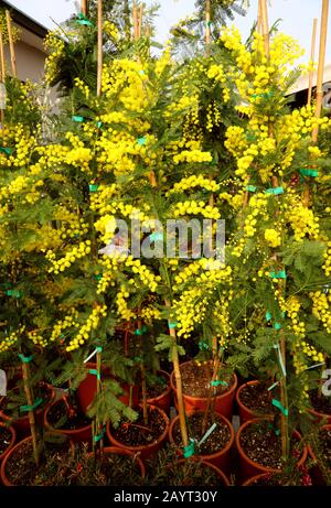 Pflanzentöpfe mit gelben Mimosenblüten zum Verkauf auf dem Markt Stockfoto