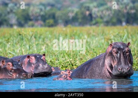 Eine Gruppe von Hippopotamus (Hippopotamus amphibius) mit Babys am Ufer des Shire River im Liwonde National Park, Malawi. Stockfoto