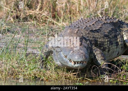 Ein riesiges Nilkrokodil (Crocodylus niloticus) am Ufer des Flusses Shire im Liwonde-Nationalpark, Malawi. Stockfoto