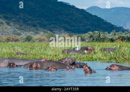 Eine Gruppe von Hippopotamus (Hippopotamus amphibius) mit Babys am Ufer des Shire River im Liwonde National Park, Malawi. Stockfoto