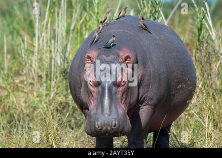 Ein Hippopotamus (Hippopotamus amphibius) mit rötlich abgerechneten Oxpeckern (Buphagus erythrorhynchus) Vögel am Ufer des Shire River im Liwonde National Stockfoto