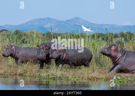 Hippopotami (Hippopotamus amphibius) am Flussufer des Shire River im Liwonde-Nationalpark, Malawi. Stockfoto