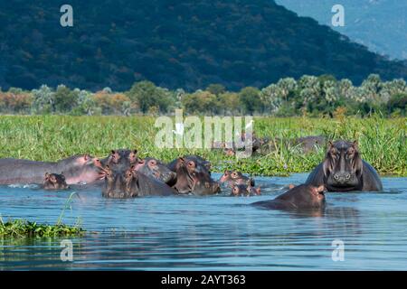 Eine Gruppe von Hippopotamus (Hippopotamus amphibius) mit Babys am Ufer des Shire River im Liwonde National Park, Malawi. Stockfoto