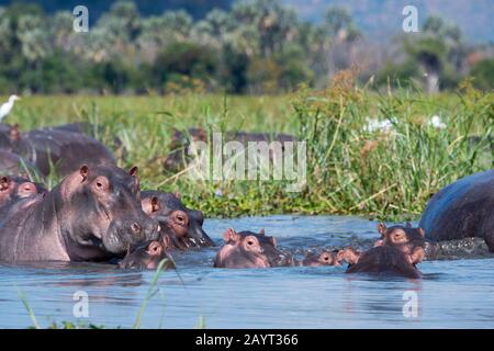 Eine Gruppe von Hippopotamus (Hippopotamus amphibius) mit Babys am Ufer des Shire River im Liwonde National Park, Malawi. Stockfoto