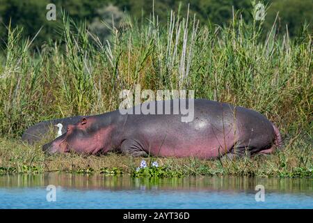 Hippopotami (Hippopotamus amphibius), das am Ufer des Shire River im Liwonde-Nationalpark, Malawi, ruht. Stockfoto