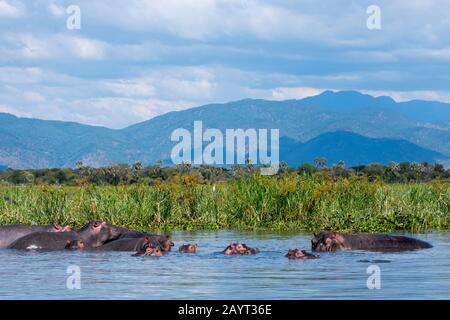 Eine Gruppe von Hippopotamus (Hippopotamus amphibius) mit Babys am Ufer des Shire River im Liwonde National Park, Malawi. Stockfoto