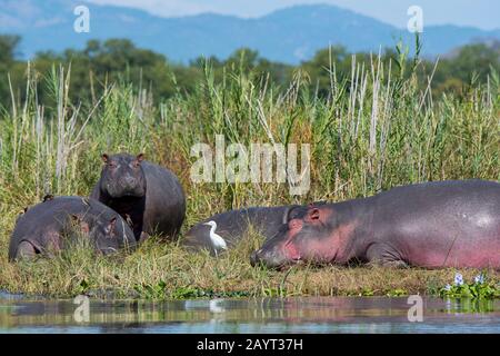 Hippopotami (Hippopotamus amphibius), das am Ufer des Shire River im Liwonde-Nationalpark, Malawi, ruht. Stockfoto