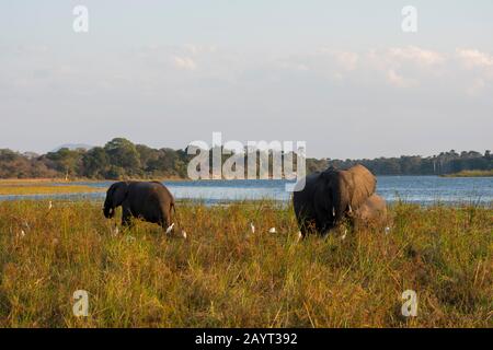 Afrikanische Elefanten (Loxodonta africana) ernähren sich am Ufer des Shire River im Liwonde-Nationalpark, Malawi, von Gras. Stockfoto