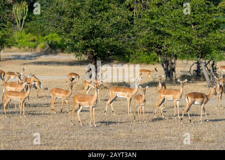 Eine Herde von Impalas (Aepyceros melampus) im Liwonde-Nationalpark, Malawi. Stockfoto