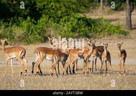 Eine Herde von Impalas (Aepyceros melampus) im Liwonde-Nationalpark, Malawi. Stockfoto