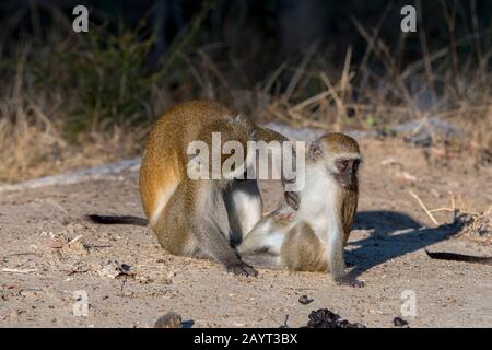 Ein Vervet-Affe (Chlorocebus pygerythrus) stöhnt ihr Baby im Liwonde National Park, Malawi. Stockfoto