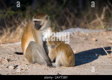 Ein Vervet-Affe (Chlorocebus pygerythrus) stillt ihr Baby im Liwonde-Nationalpark, Malawi. Stockfoto