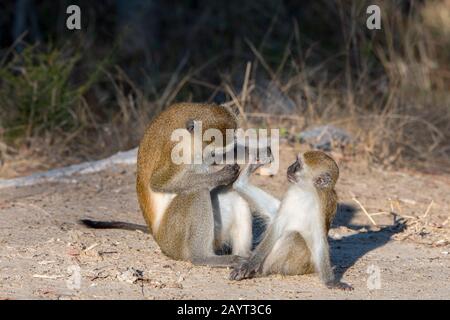 Ein Vervet-Affe (Chlorocebus pygerythrus) stöhnt ihr Baby im Liwonde National Park, Malawi. Stockfoto