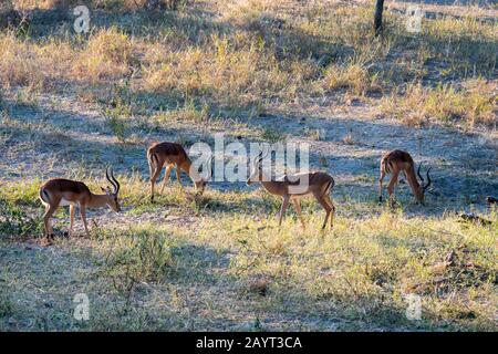 Eine Bachelor-Herde männlicher Impalas (Aepyceros melampus) im Liwonde-Nationalpark, Malawi. Stockfoto