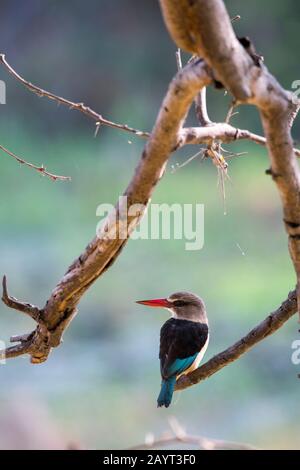 Ein brünierter Kingfisher (Halcyon albiventris) sitzt auf einem Zweig eines Baumes entlang des Shire River im Liwonde National Park, Malawi. Stockfoto