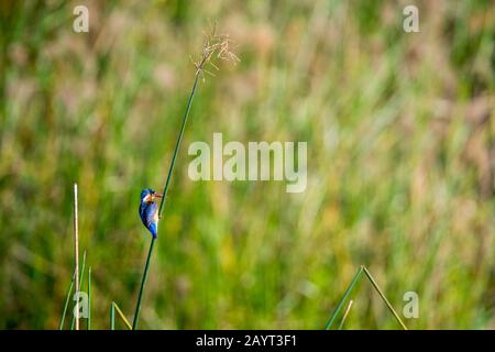 Ein malachitischer Eisvogel (Alcedo cristata) sitzt auf einem Schilf entlang des Shire River im Liwonde National Park, Malawi. Stockfoto