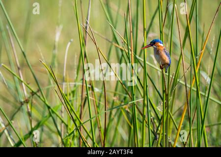 Ein malachitischer Eisvogel (Alcedo cristata) sitzt auf einem Schilf entlang des Shire River im Liwonde National Park, Malawi. Stockfoto