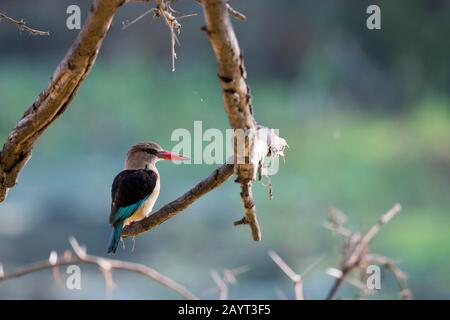 Ein brünierter Kingfisher (Halcyon albiventris) sitzt auf einem Zweig eines Baumes entlang des Shire River im Liwonde National Park, Malawi. Stockfoto