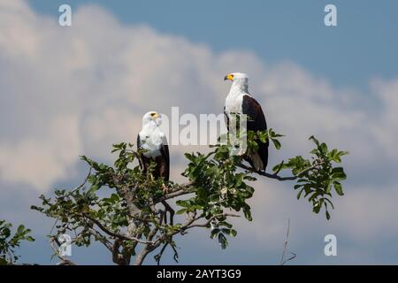 Ein Paar afrikanischer Fischadler (Haliaetus vocifer) sitzt auf einem Zweig eines Baumes entlang des Shire River im Liwonde National Park, Malawi. Stockfoto