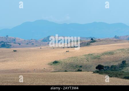 Blick auf die Wiesen und sanften Hügel des Nyika-Plateaus, Nyika-Nationalpark in Malawi. Stockfoto