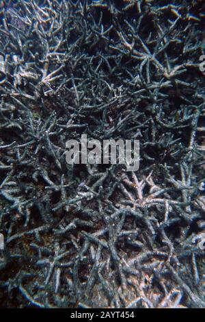 Tote Staghorn (Acropora) Korallendickicht, getötet durch ein Bleichereignis und jetzt bedeckt mit Algen, Great Barrier Reef, Queensland, Australien Stockfoto