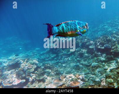 Parrotfisch mit leichten Rippeln von der Wasseroberfläche, Great Barrier Reef, Queensland, Australien Stockfoto