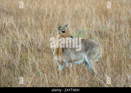 Ein weiblicher Südreedbuck oder gewöhnlicher Reedbuck (Redunca arundinum) im Hochgras des Nyika-Plateaus, Nyika-Nationalpark in Malawi. Stockfoto