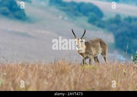 Ein männlicher Südreedbuck oder gewöhnlicher Reedbuck (Redunca arundinum) in den Grasländern des Nyika-Plateaus, Nyika-Nationalpark in Malawi. Stockfoto