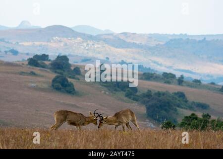 Zwei männliche Südreedbucks oder gemeinsamer Reedbuck (Redunca arundinum), die in den Grasländern des Nyika-Plateaus, Nyika-Nationalpark in Malawi kämpfen. Stockfoto