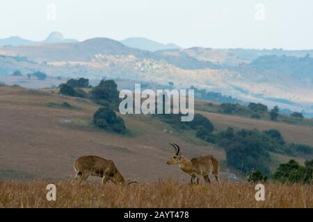 Zwei männliche Südreedbucks oder gemeinsamer Reedbuck (Redunca arundinum) in den Grasländern des Nyika-Plateaus, Nyika-Nationalpark in Malawi. Stockfoto