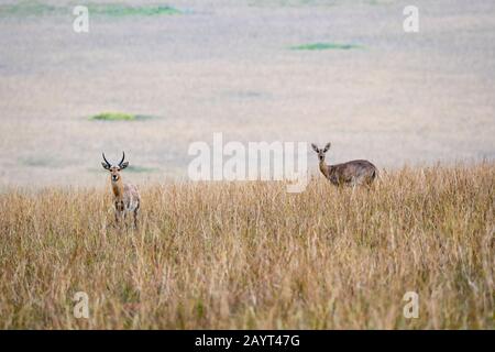 Ein männlicher und weiblicher Südbuck oder gewöhnlicher Reedbuck (Redunca arundinum) in den Grasländern des Nyika-Plateaus, Nyika-Nationalpark in Malawi. Stockfoto